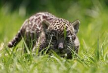 México convierte satélites y sensores en un salvavidas para los jaguares