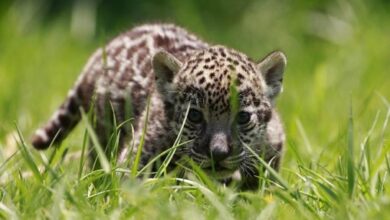 Mexico Turns Satellites And Sensors Into A Lifeline For Jaguars Mexico Turns Satellites And Sensors Into A Lifeline For Jaguars