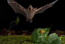 Murciélagos del bosque de Panamá cazan como leones y desafían las reglas de la naturaleza