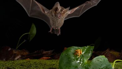 Murciélagos del bosque de Panamá cazan como leones y desafían las reglas de la naturaleza Murciélagos del bosque de Panamá cazan como leones y desafían las reglas de la naturaleza