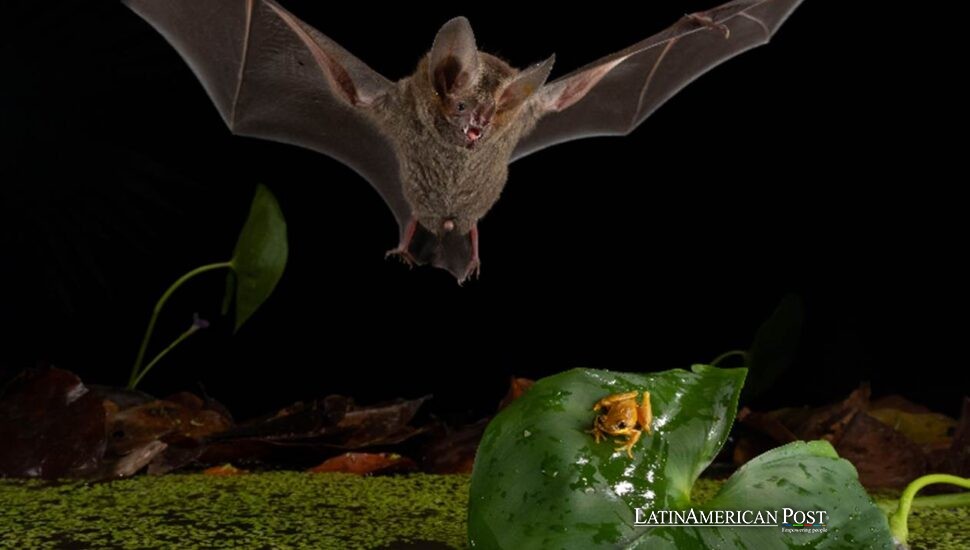 Murciélagos del bosque de Panamá cazan como leones y desafían las reglas de la naturaleza