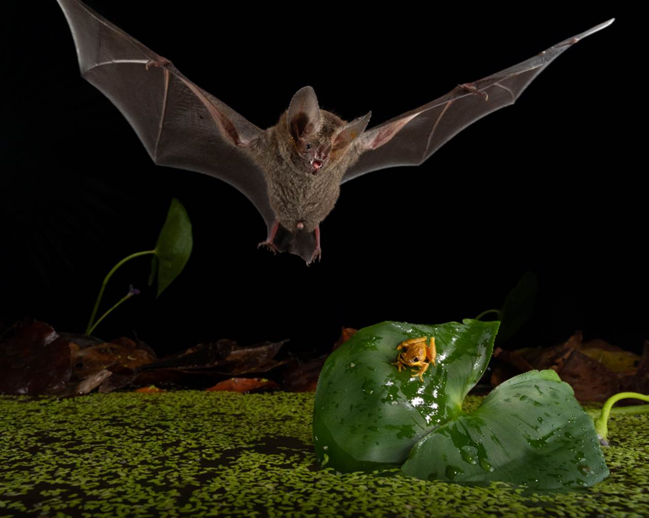 Panama Forest Bats Hunt Like Lions And Challenge Nature’s Rules
