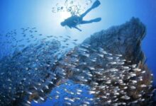 República Dominicana cultiva corales bebés para salvar arrecifes y la pesca