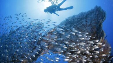 República Dominicana cultiva corales bebés para salvar arrecifes y la pesca