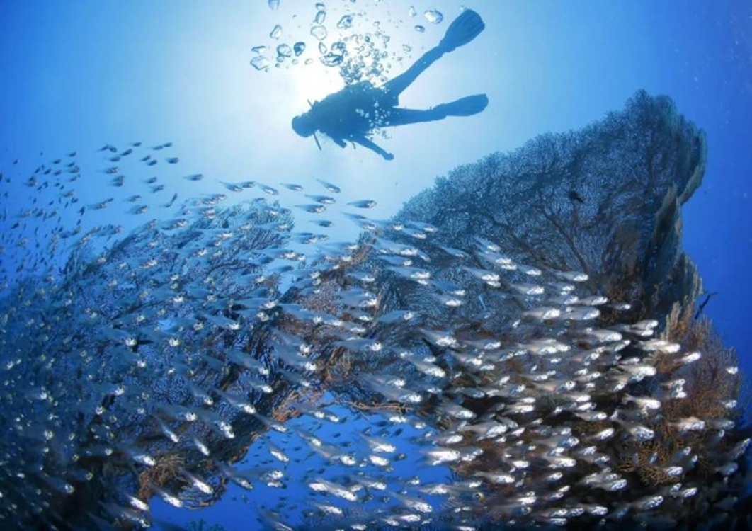 Dominican Republic Grows Baby Corals to Save Reefs and Fishing