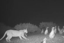 Argentina: Los pumas de la Patagonia encontraron un banquete de pingüinos y cambiaron la sociedad