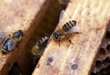 Huesos en una cueva de República Dominicana revelan extraños secretos ancestrales de las abejas
