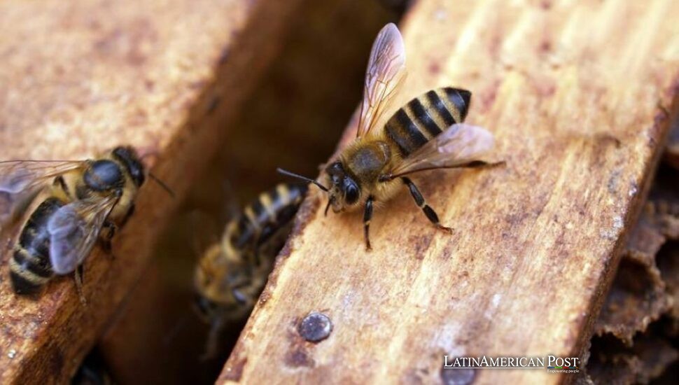 Huesos en una cueva de República Dominicana revelan extraños secretos ancestrales de las abejas