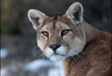 Chile’s Puma Boom When Patagonia’s Ghost Cat Finally Shows Itself