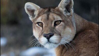 Chile’s Puma Boom When Patagonia’s Ghost Cat Finally Shows Itself