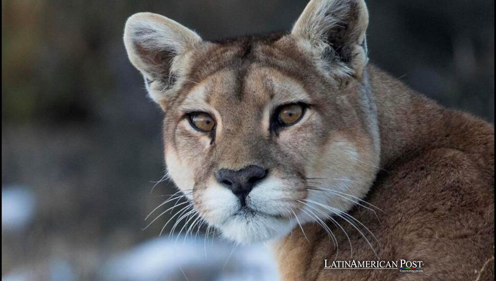 Chile’s Puma Boom When Patagonia’s Ghost Cat Finally Shows Itself