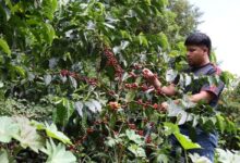 Panama Geisha World’s Most Expensive Coffee Braces for Climate Swings