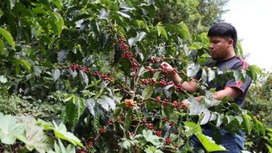 Geisha de Panamá, el café más caro del mundo, se prepara para cambios climáticos Geisha de Panamá, el café más caro del mundo, se prepara para cambios climáticos