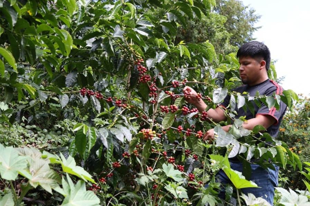 Panama Geisha World’s Most Expensive Coffee Braces for Climate Swings