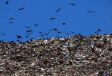 Panama Sends Incarcerated Women to Clean Streets as Trash Crisis Deepens