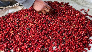 Panama Coffee Harvest Runs on Indigenous Hands and Vanishing Labor