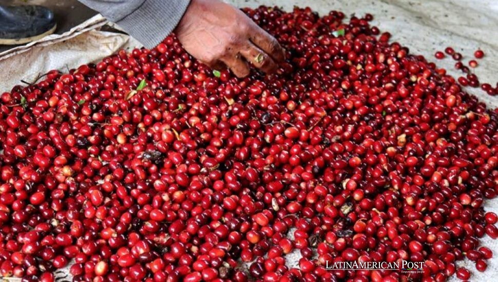 La cosecha de café en Panamá depende de manos indígenas y de una mano de obra que desaparece