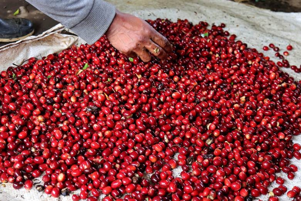 Panama Coffee Harvest Runs on Indigenous Hands and Vanishing Labor