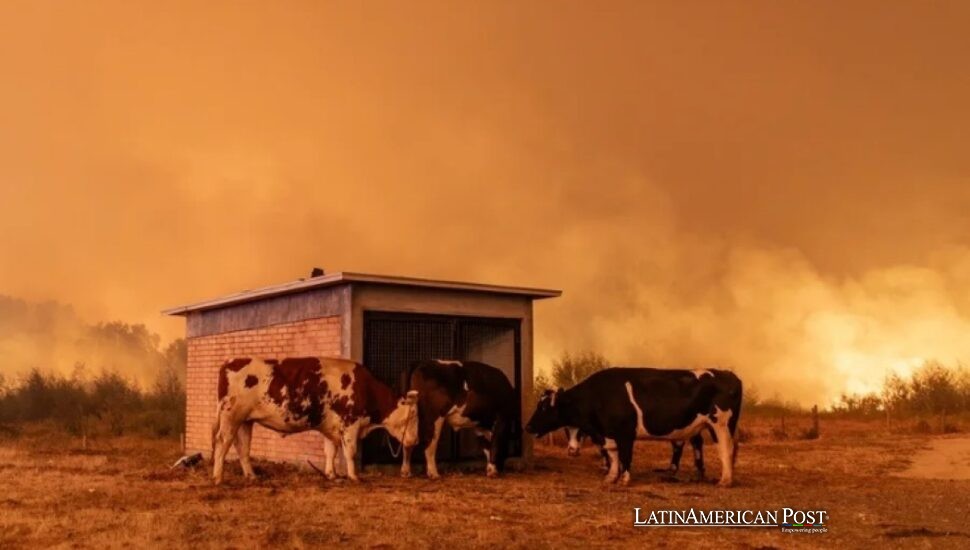 Chile Mega-Fires Turn Heat, Plantations, and Planning into a Test