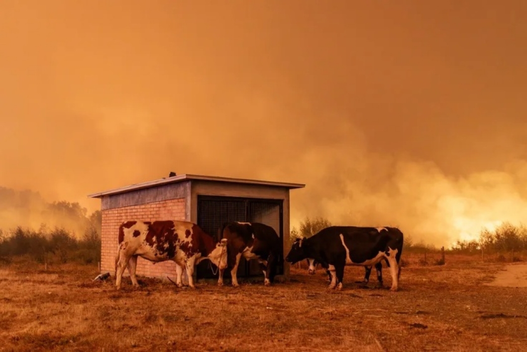 Chile Mega-Fires Turn Heat, Plantations, and Planning into a Test