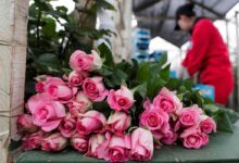 Colombian Roses Power Valentine Exports and a Quiet Women’s Workforce