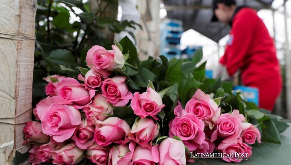 Colombian Roses Power Valentine Exports and a Quiet Women’s Workforce