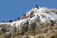 Las antiguas granjas de guano de Perú ofrecen lecciones climáticas para hoy
