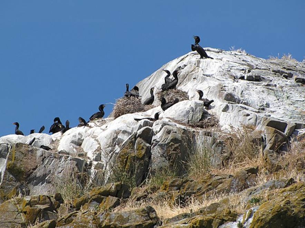 Peru’s Ancient Guano Farms Offer Climate Lessons for Today