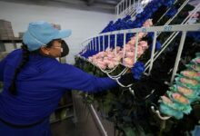Ecuador’s Roses Go Velvet and Rainbow to Win Young Buyers