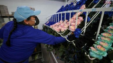 Las rosas de Ecuador se vuelven de terciopelo y arcoíris para conquistar a compradores jóvenes