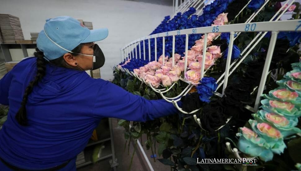 Ecuador’s Roses Go Velvet and Rainbow to Win Young Buyers
