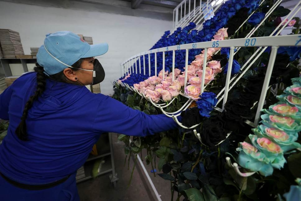 Ecuador’s Roses Go Velvet and Rainbow to Win Young Buyers