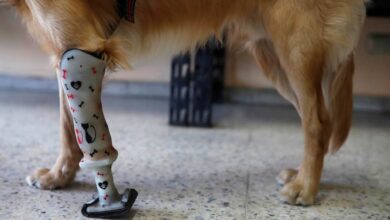 El Salvador Pet Prosthetics Turn One Dog’s Pain into Policy