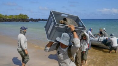 Las tortugas gigantes de Galápagos regresan a Floreana y despiertan nuevas preguntas