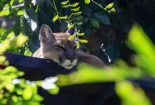 El perezoso Santi de Costa Rica revela el costo oculto de la vida silvestre