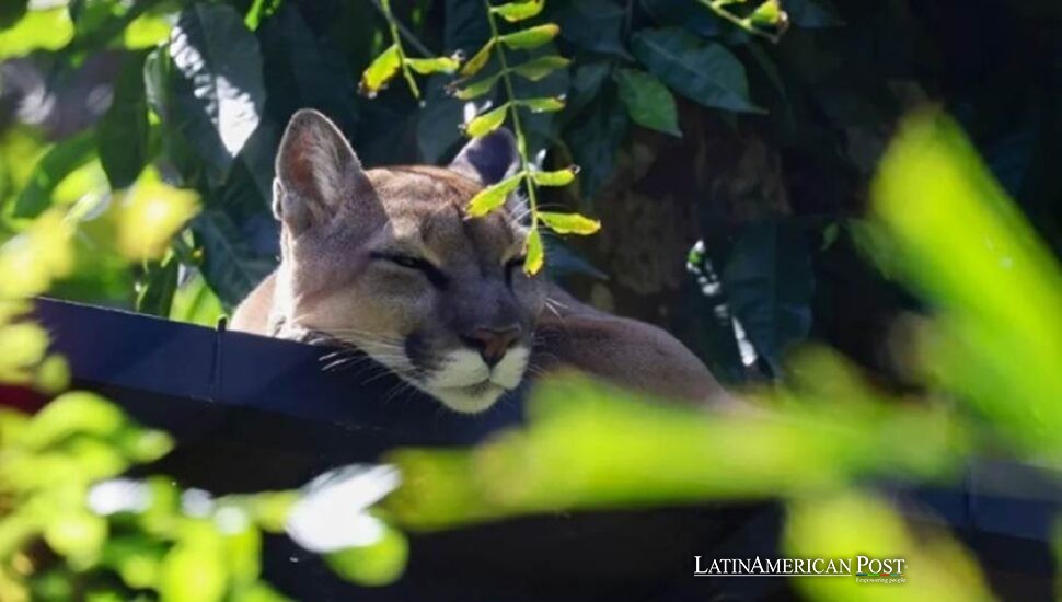 Costa Rica Sloth Santi Shows the Hidden Cost of Wildlife