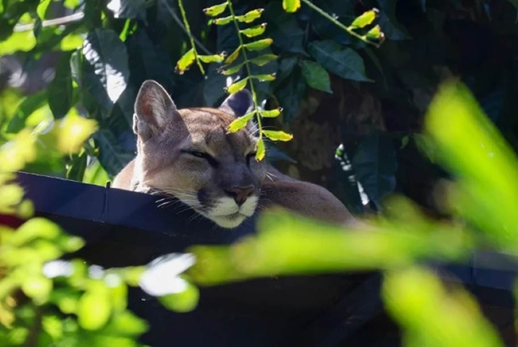 Costa Rica Sloth Santi Shows the Hidden Cost of Wildlife