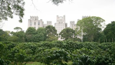 Brazil Plants Tomorrow’s Coffee as Heat Threatens Latin America’s Cup