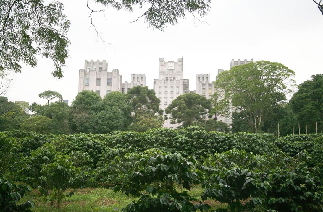 Brazil Plants Tomorrow’s Coffee as Heat Threatens Latin America’s Cup