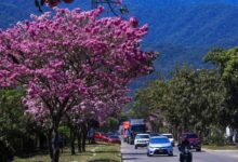 Central America Blooms Before Rain and Counts the Climate Cost