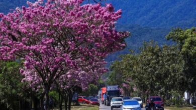 Central America Blooms Before Rain and Counts the Climate Cost