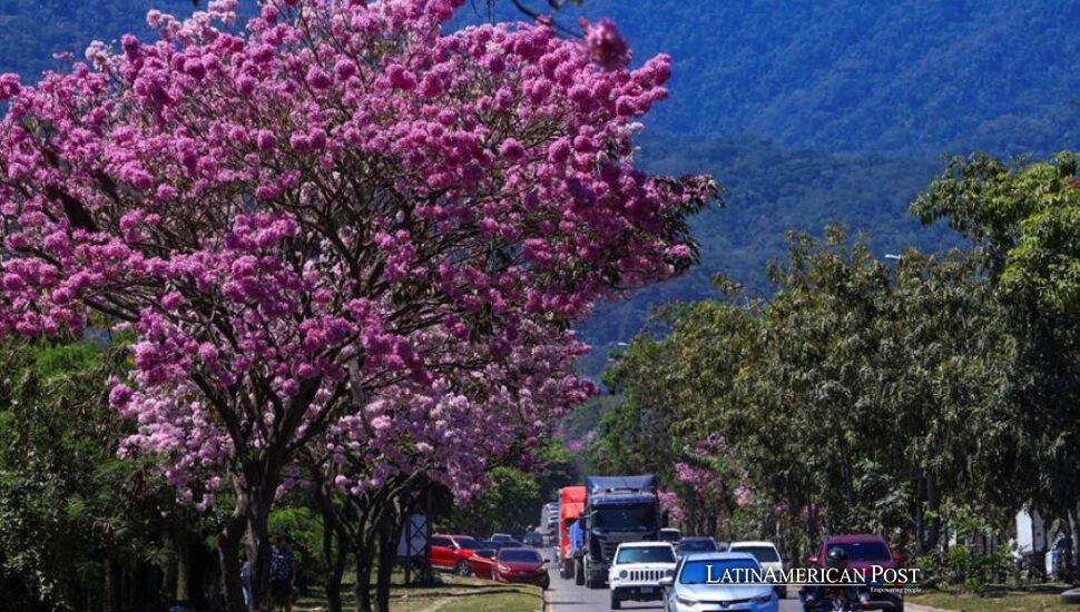 Centroamérica florece antes de la lluvia y cuenta el costo climático