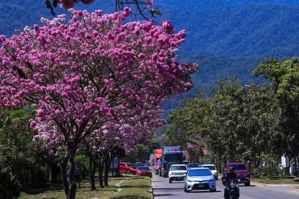 Central America Blooms Before Rain and Counts the Climate Cost
