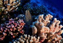 Islas del Caribe revelan profundos secretos mientras los planes de protección intentan ponerse al día