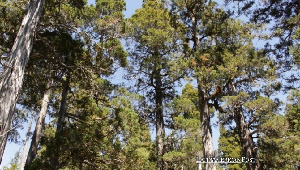 Chile’s Ancient Alerce Trees Shelter Secret Worlds Beneath Their Roots