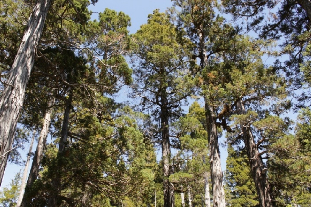 Chile’s Ancient Alerce Trees Shelter Secret Worlds Beneath Their Roots