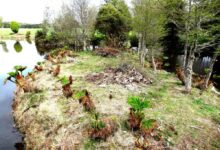 Chile reabre el debate sobre los Primeros Americanos y también la memoria regional