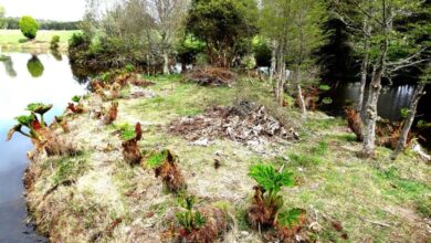 Chile Reopens the First Americans Debate and Regional Memory Too