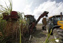 Brasil convierte la caña de azúcar en un escudo geopolítico contra el pánico petrolero