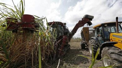 Brazil Turns Sugarcane Into a Geopolitical Shield Against Oil Panic